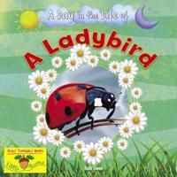 A Day in the Life of a Ladybird