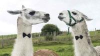 Why Put a Bow Tie on a Llama?