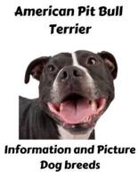 American Pit Bull Terrier Information and Picture
