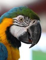 Blue and Yellow Macaw Ara Ararauna Parrot Notebook