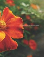 Marigold Calendula Flower Plant Tagetes Orange Notebook