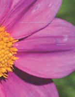 Cosmea Flower Cosmos Blossom Bloom Pink Plant Notebook