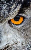 Owl With Bright Orange Eyes 5X8 Writer's Utility Notebook