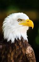 American Bald Eagle Bird Animal 5X8 Writer's Utility Notebook