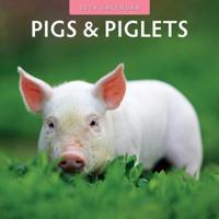 Pigs & Piglets 2024 Square Wall Calendar