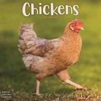 Chickens Calendar 2024 Square Farm Animals & Birds Wall Calendar - 16 Month