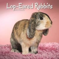 Rabbits - Lop Eared Calendar 2024 Square Animal Wall Calendar - 16 Month