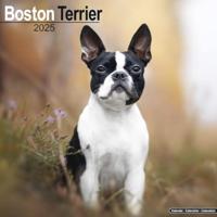 Boston Terrier Calendar 2025 Square Dog Breed Wall Calendar - 16 Month