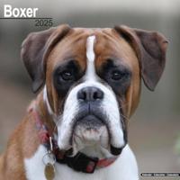Boxer (Euro) Calendar 2025 Square Dog Breed Wall Calendar - 16 Month