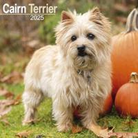 Cairn Terrier Calendar 2025 Square Dog Breed Wall Calendar - 16 Month