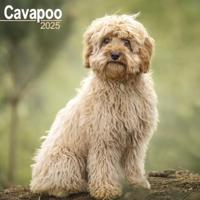 Cavapoo Calendar 2025 Square Dog Breed Wall Calendar - 16 Month