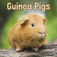 Guinea Pigs Calendar 2025 Square Animal Wall Calendar - 16 Month