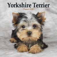 Yorkshire Terrier Puppies Mini Square Wall Calendar 2022