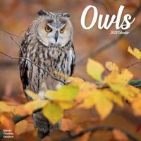 2023 Owls Wall Calendar