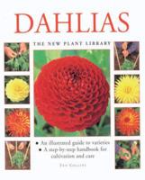 Dahlias