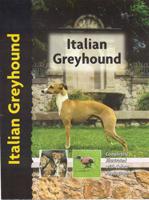 Italian Greyhound