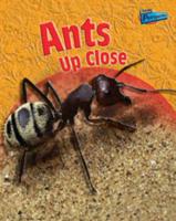 Ants Up Close