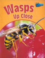 Wasps Up Close