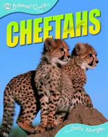 Cheetahs