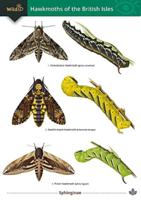 Guide to the Hawkmoths of the British Isles