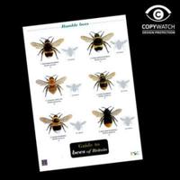 Guide to Bees of Britain