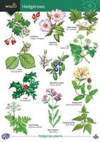 Guide to Hedgerows