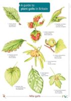 A Guide to Plant Galls in Britain
