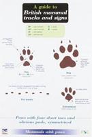A Guide to British Mammal Tracks and Signs