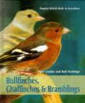 Bullfinches, Chaffinches & Bramblings