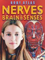 Nerves, Brain & Senses