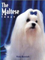 The Maltese Today