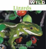 New Zealand Wild: Lizards