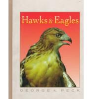 Hawks and Eagles