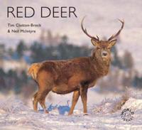 Red Deer