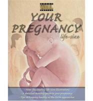 Your Pregnancy - Life Size Poster