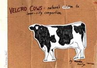 Velcro Cows