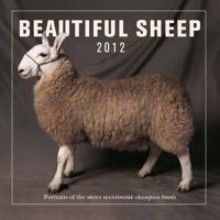Beautiful Sheep Calendar 2012