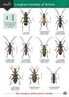 Guide to Longhorn Beetles of Britain