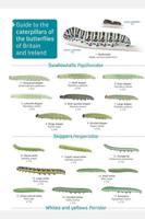 Guide to the Caterpillars of the Butterflies of Great Britain and Ireland