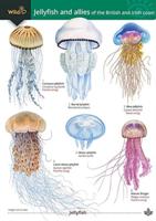 Jellyfish and Allies of the British and Irish Coast 2022