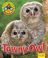 Tawny Owl