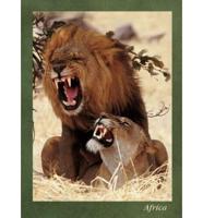 Lions Mating Journal