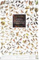 Birds of Gardens & Parklands Poster