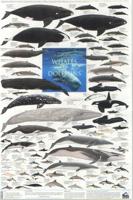 Whales & Dolphins Poster
