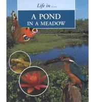 A Pond in a Meadow