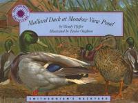Mallard Duck at Meadow View Pond