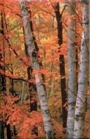 Fall Birches Blank Journal