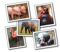 Favorite Animals Learning Cards