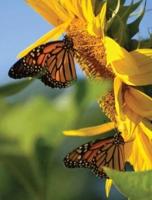 Butterfly Sunflower Blank Journal