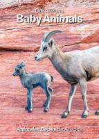 Our Arizona Baby Animals